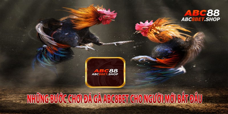 Những Bước Chơi Đá Gà ABC8Bet Cho Người Mới Bắt Đầu