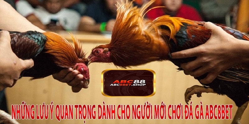 Những Lưu Ý Quan Trọng Dành Cho Người Mới Chơi Đá Gà ABC8Bet